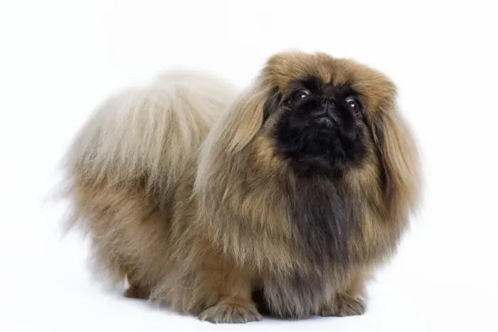 Framed Print : Dog - Pekingese in studio Framed Print : Dog - Pekingese in studio