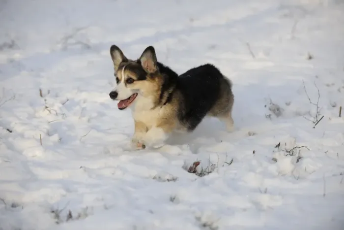 Framed Print : DOG. Pembroke welsh corgi running through the snow