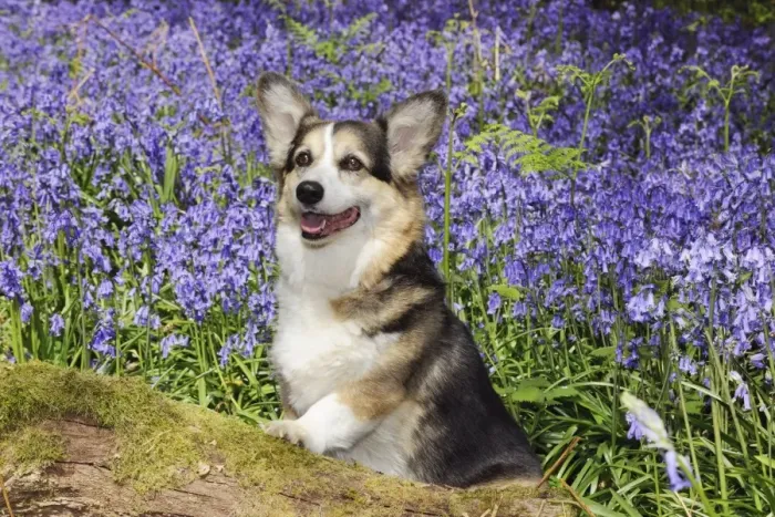 Framed Print : DOG. Pembroke welsh corgi sitting in bluebells Framed Print : DOG. Pembroke welsh corgi sitting in bluebells