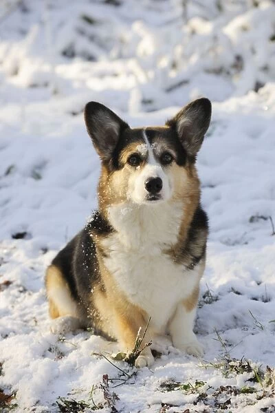 DOG. Pembroke welsh corgi sitting in the snow