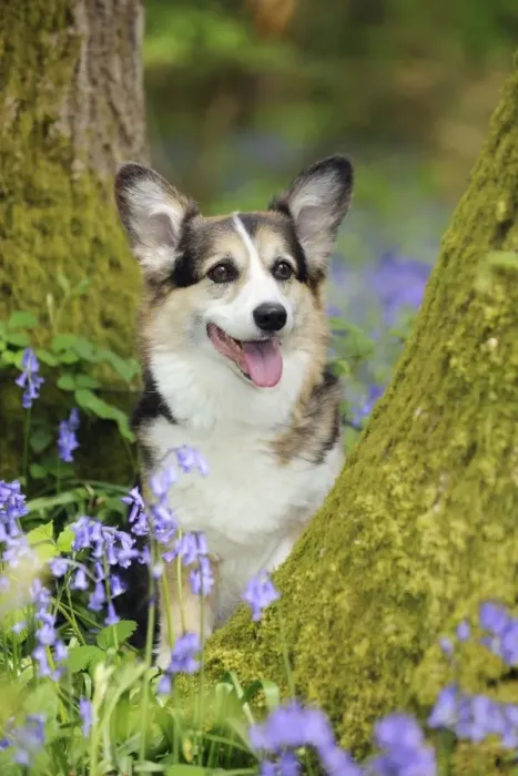 Framed Print : DOG. Pembroke welsh corgi sitting between tree trunks Framed Print : DOG. Pembroke welsh corgi sitting between tree trunks