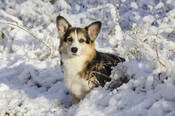 Framed Print : DOG. Pembroke welsh corgi standing in the snow Framed Print : DOG. Pembroke welsh corgi standing in the snow