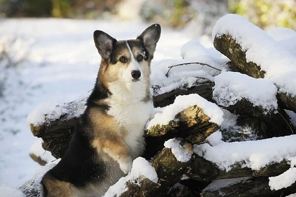 DOG. Pembroke welsh corgi standing on snow covered logs