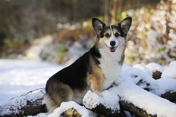 DOG. Pembroke welsh corgi standing on snow covered logs