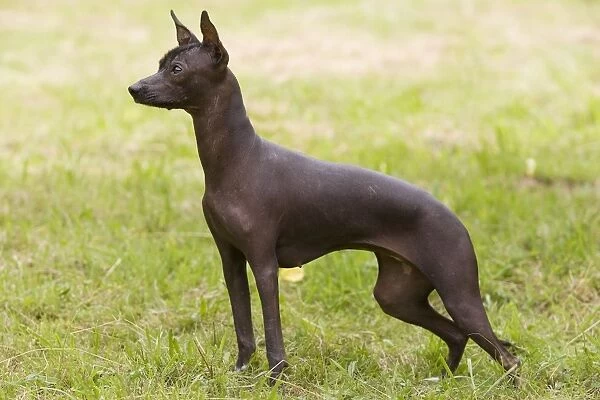 Dog - Peruvian Hairless