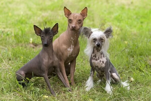 Dog - Peruvian Hairless, Mexican Hairless & Chinese Crested