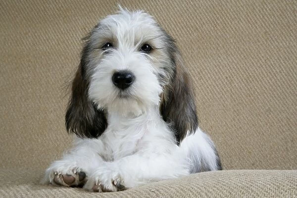 Dog - Petit Basset Griffon Vendeen puppy - 4 months old