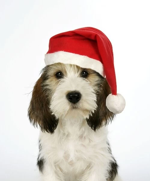Dog - Petit Basset Griffon Vendeen puppy - 4 months old - wearing Christmas hat Digital Manipulation: Hat (JD) - replaced left eye - added black mark to left of body