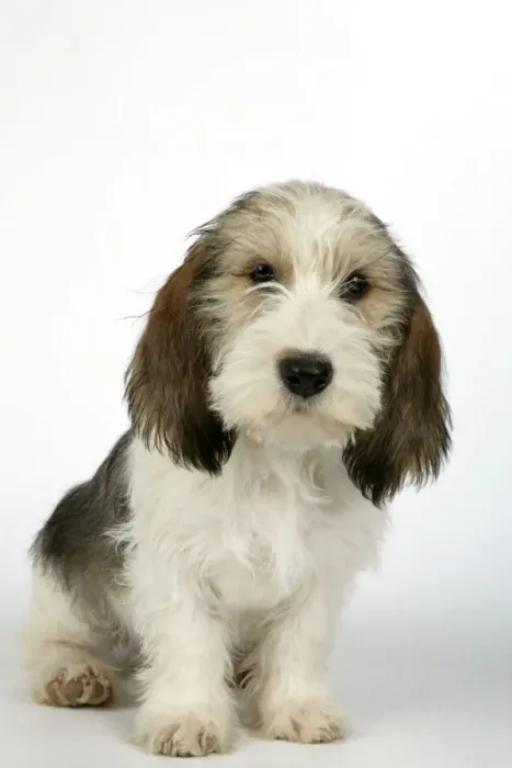 Framed Print : Dog - Petit Basset Griffon Vendeen puppy - 4 months old Framed Print : Dog - Petit Basset Griffon Vendeen puppy - 4 months old