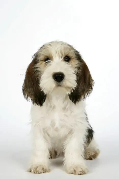 Framed Print : Dog - Petit Basset Griffon Vendeen puppy - 4 months old Framed Print : Dog - Petit Basset Griffon Vendeen puppy - 4 months old