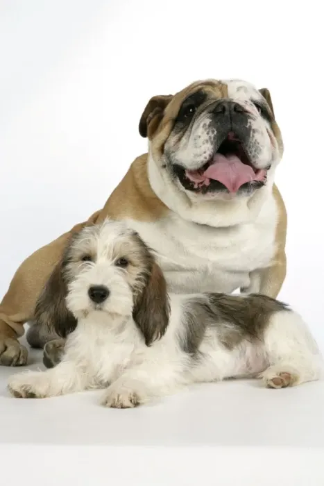Framed Print : Dog - Petit Basset Griffon Vendeen puppy - 4 months old with Bulldog Framed Print : Dog - Petit Basset Griffon Vendeen puppy - 4 months old with Bulldog
