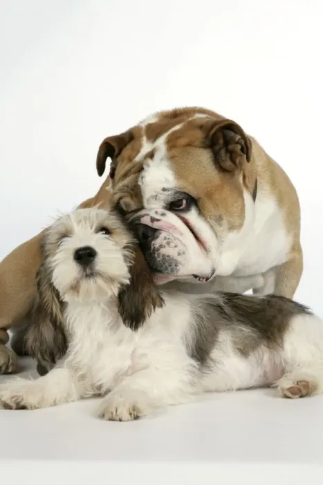 Framed Print : Dog - Petit Basset Griffon Vendeen puppy - 4 months old with Bulldog Framed Print : Dog - Petit Basset Griffon Vendeen puppy - 4 months old with Bulldog