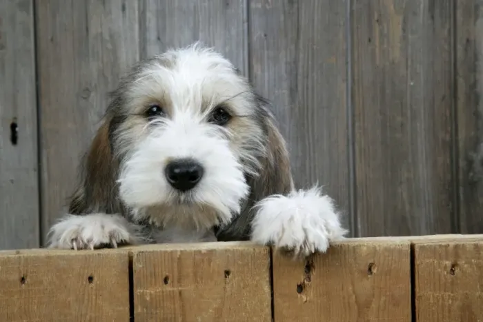 Framed Print : Dog - Petit Basset Griffon Vendeen puppy - 4 months old looking over fence Framed Print : Dog - Petit Basset Griffon Vendeen puppy - 4 months old looking over fence