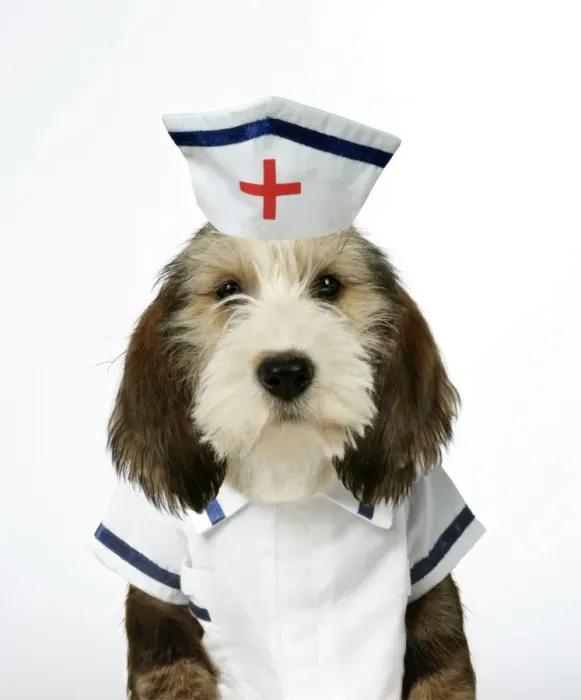 Framed Print : Dog - Petit Basset Griffon Vendeen puppy - 4 months old in nurse uniform Framed Print : Dog - Petit Basset Griffon Vendeen puppy - 4 months old in nurse uniform