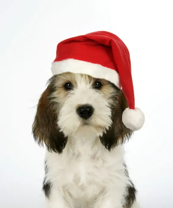 Framed Print : Dog - Petit Basset Griffon Vendeen puppy - 4 months old - wearing Christmas hat Digital Manipulation: Hat (JD) - replaced left eye - added black mark to left of body Framed Print : Dog - Petit Basset Griffon Vendeen puppy - 4 months old - wearing Christmas hat Digital Manipulation: Hat (JD) - replaced left eye - added black mark to left of body