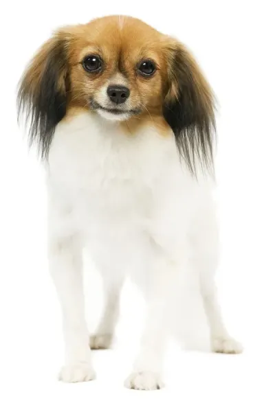 Ardea Wildlife Print Dog Phalene Papillon Art