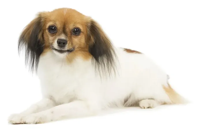 Framed Print : Dog - Phalene / Papillon Framed Print : Dog - Phalene / Papillon