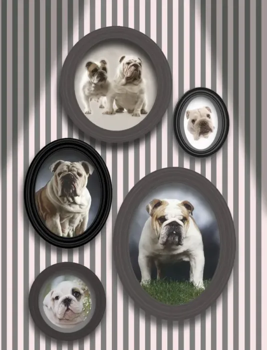 Framed Print : Dog - pictures of English Bulldogs in frames on wall Framed Print : Dog - pictures of English Bulldogs in frames on wall