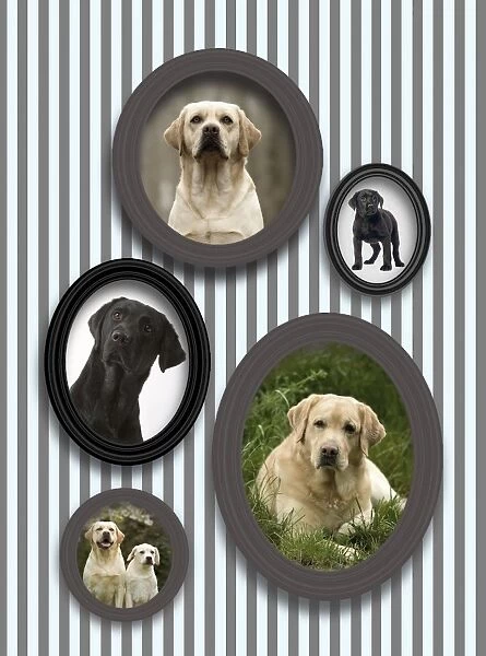 Dog - pictures of Labradors in frames on wall