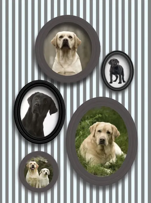 Framed Print : Dog - pictures of Labradors in frames on wall Framed Print : Dog - pictures of Labradors in frames on wall