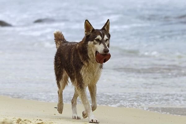 Dog - playing on the beach - Venezuela