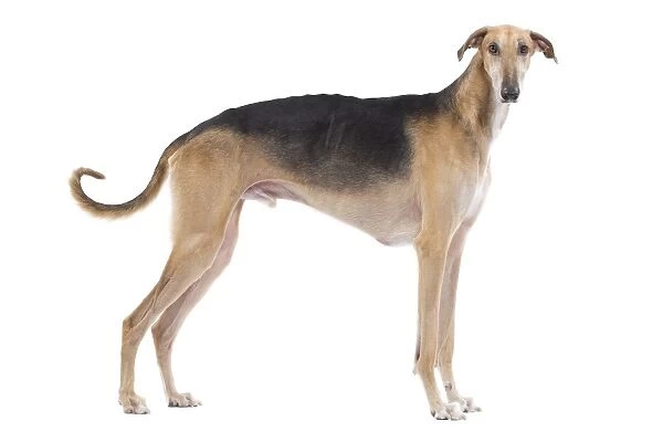 Dog - Polish Greyhound