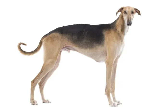 Framed Print : Dog - Polish Greyhound