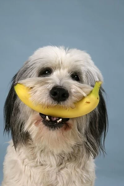 Dog - Polish Lowland Sheepdog holding a banana