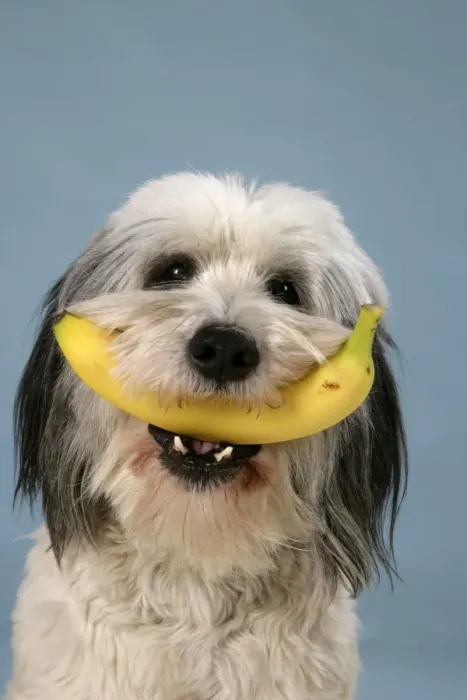 Framed Print : Dog - Polish Lowland Sheepdog holding a banana Framed Print : Dog - Polish Lowland Sheepdog holding a banana