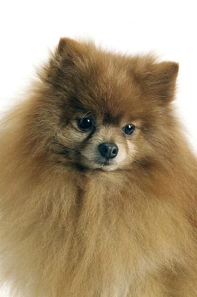 Dog - Pomeranian  /  dwarf German Spitz