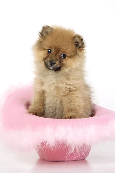 Dog. Pomeranian puppy (10 weeks old) sitting in pink hat
