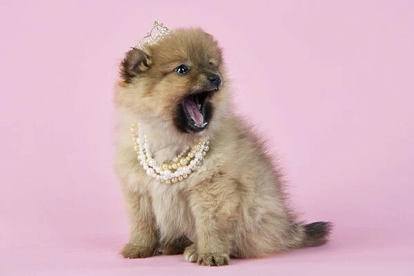 Dog. Pomeranian puppy (10 weeks old) wearing tiara