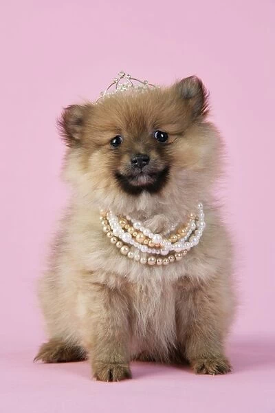 Dog. Pomeranian puppy (10 weeks old) wearing tiara and necklace