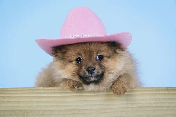 Dog. Pomeranian puppy (10 weeks old) wearing pink hat
