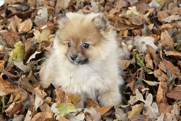 Dog. Pomeranian puppy (10 weeks old) sitting on fallen leaves