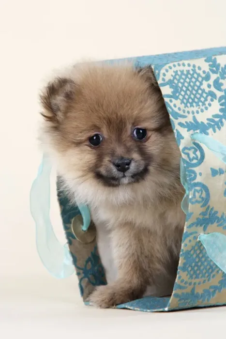 Framed Print : Dog. Pomeranian puppy (10 weeks old) in blue bag Framed Print : Dog. Pomeranian puppy (10 weeks old) in blue bag