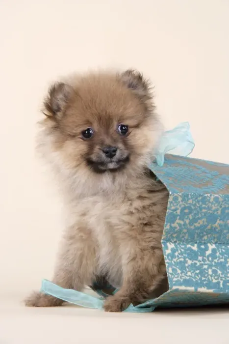 Framed Print : Dog. Pomeranian puppy (10 weeks old) in blue bag Framed Print : Dog. Pomeranian puppy (10 weeks old) in blue bag