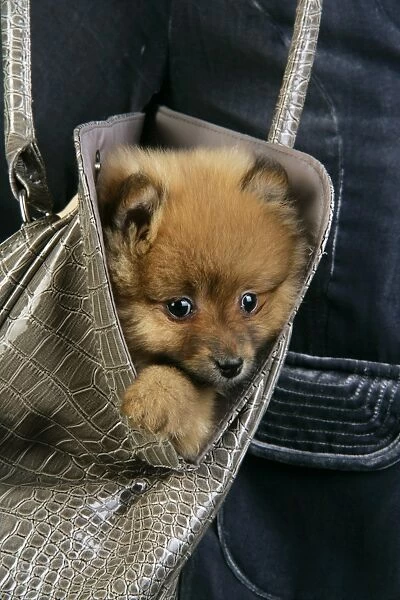 Dog. Pomeranian puppy (10 weeks old) in hand bag