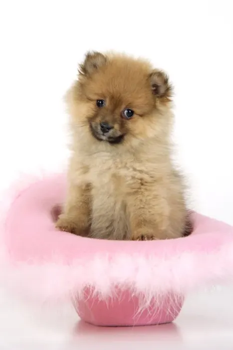 Framed Print : Dog. Pomeranian puppy (10 weeks old) sitting in pink hat Framed Print : Dog. Pomeranian puppy (10 weeks old) sitting in pink hat