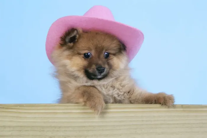 Framed Print : Dog. Pomeranian puppy (10 weeks old) wearing pink hat Framed Print : Dog. Pomeranian puppy (10 weeks old) wearing pink hat