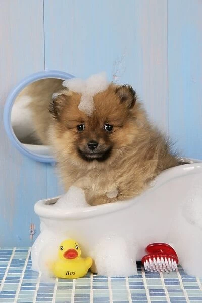 Dog. Pomeranian puppy in bath (10 weeks old)