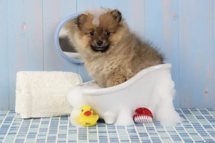 Framed Print : Dog. Pomeranian puppy in bath (10 weeks old) Framed Print : Dog. Pomeranian puppy in bath (10 weeks old)