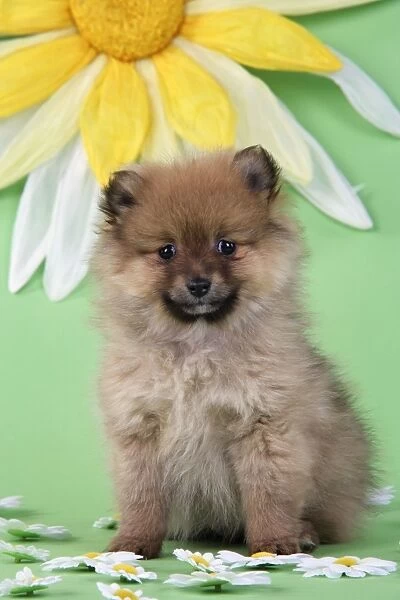 Dog. Pomeranian puppy infront of sunflower (10 weeks old)