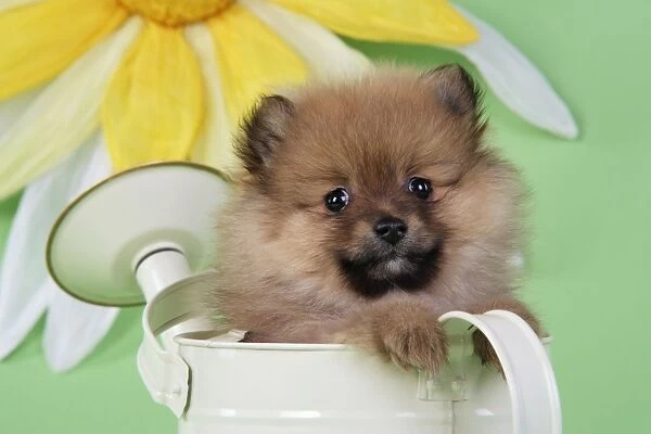 Dog. Pomeranian puppy sitting in watering can (10 weeks old)