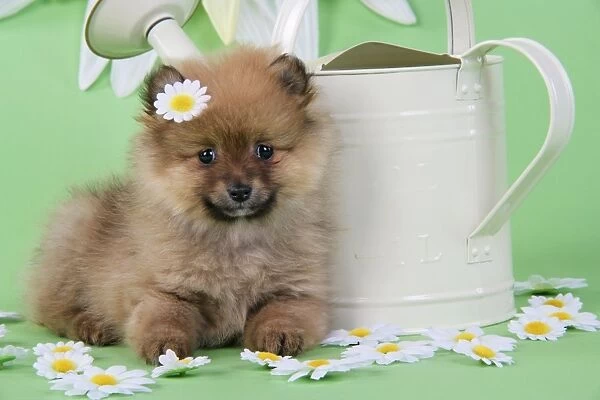 Dog. Pomeranian puppy sitting next to watering can with daisy on head (10 weeks old)