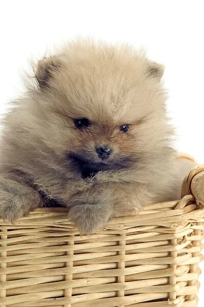 Dog - Pomeranian smallest member of the German Spitz Group