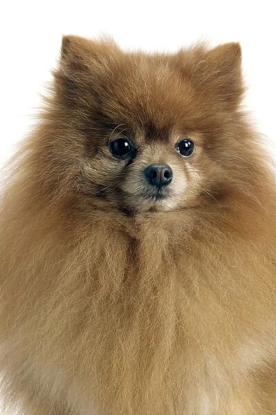 Dog - Pomeranian. smallest member of the German Spitz Group