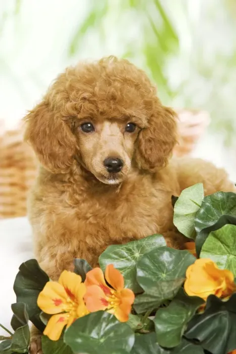 Framed Print : Dog - Poodle - apricot colour