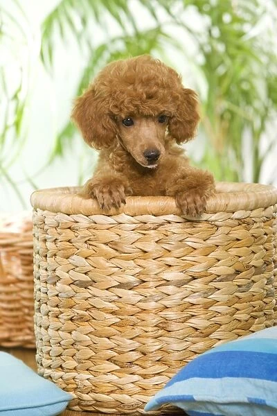 Dog - Poodle in basket - apricot colour