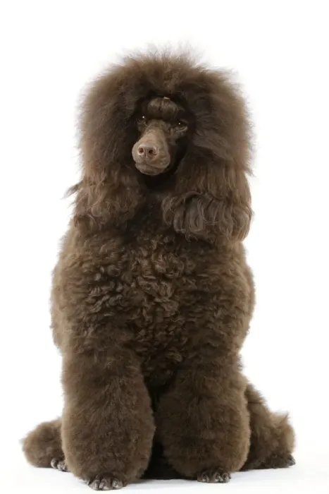 Framed Print : Dog - Poodle (caniche moyen) Framed Print : Dog - Poodle (caniche moyen)